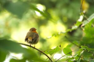 bird, robin, ornithology
